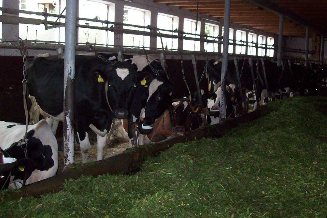 Cows attached by a leash to small pens