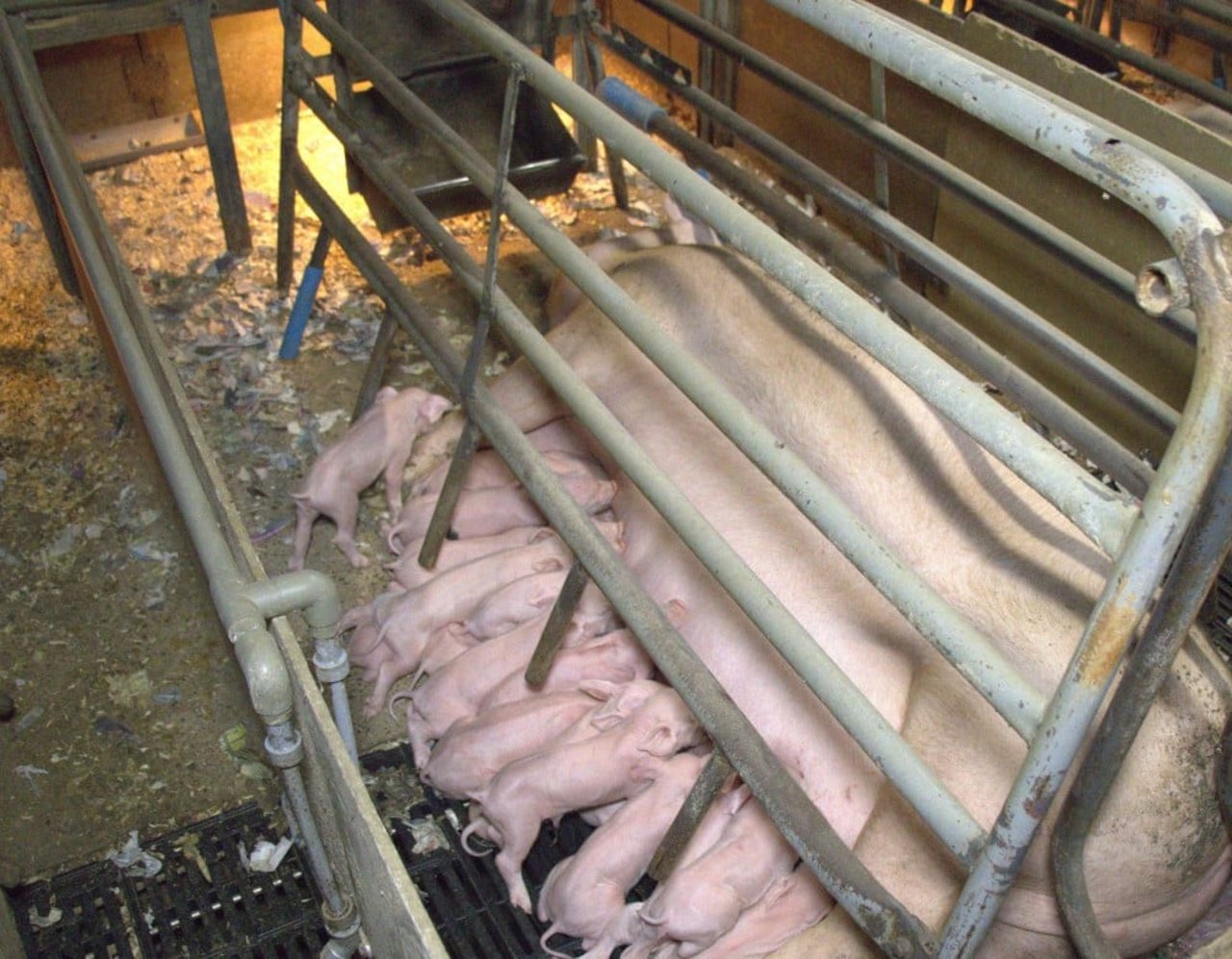 a sow laying on her side in a small pen with piglets suckling